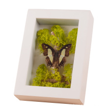 Wholesale Display Dried Flowers Plant Specimen Bouquet Trinket on Wall or Tabletop Wooden Frame Box